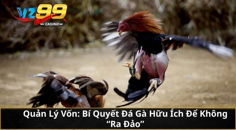 Quản Lý Vốn: Bí Quyết Đá Gà Hữu Ích Để Không "Ra Đảo"